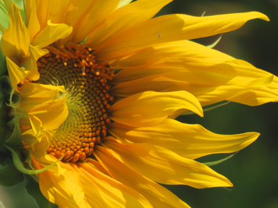 Sunflower Power 