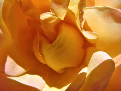 The Essence of a Rose - Up Close and Personal